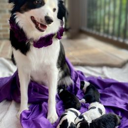 Aussiedoodle Puppies from Ever After Mini Doodles