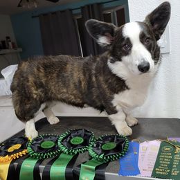 Cardigan Welsh Corgis and Great Danes from McOwen Kennels