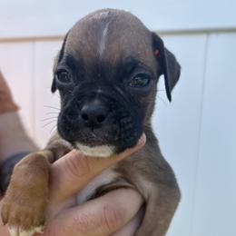 Jack - Fawn male Boxer puppy in Ocala, Florida from Bowers Boxers