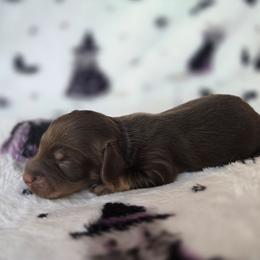 Cider (2500 limited AKC) - Chocolate and tan male Dachshund puppy in Eldon, Missouri from Pure Joy Dachshunds