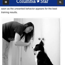 Australian Shepherd and Border Collie All Grown Up from Lightspeed Kennels