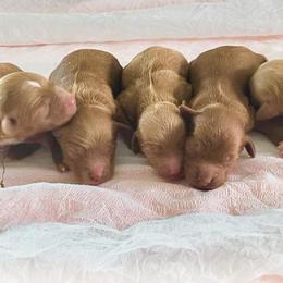 Girl 3 - Red  female Goldendoodle puppy in Canton, Georgia from Teddy Puppies