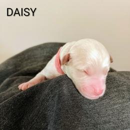 Daisy - Apricot female Goldendoodle puppy in Hendersonville, Tennessee from Ben's Best Buddy Goldendoodles