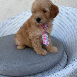 Rocky - Apricot male Goldendoodle puppy in Davie, Florida from Daviegoldendoodles
