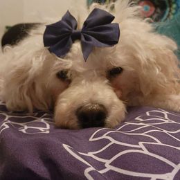 Lucy - Poodle