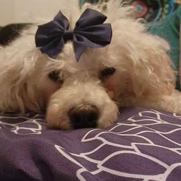 Lucy - Poodle