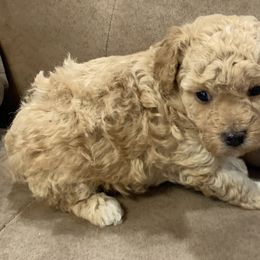 Socks - Apricot male Poodle puppy in Elverta, California from Silveracepoodles