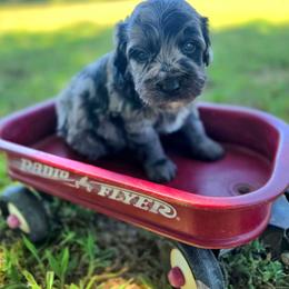 Boxster - male Cavapoochon puppy in Bullard, Texas from Cavapoochon Central LLC