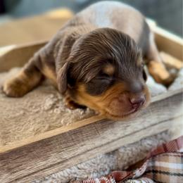 AKC Harvest (Green) - Chocolate and tan male Dachshund puppy in Cherry Valley, California from Sugar and Spice Dachshunds