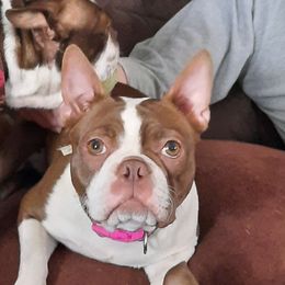 EMma - Boston Terrier