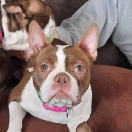 EMma - Boston Terrier