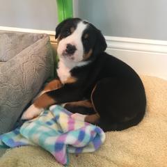 Greater Swiss Mountain Dog Puppies from Hidden Hill Greater Swiss Mountain Dogs