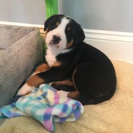 Greater Swiss Mountain Dog Puppies from Hidden Hill Greater Swiss Mountain Dogs