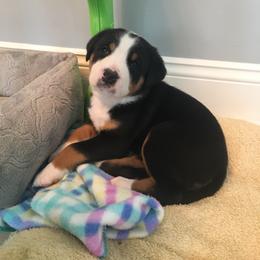 Greater Swiss Mountain Dog Puppies from Hidden Hill Greater Swiss Mountain Dogs