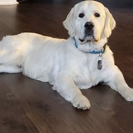 Golden Retrievers from Dream Goldens