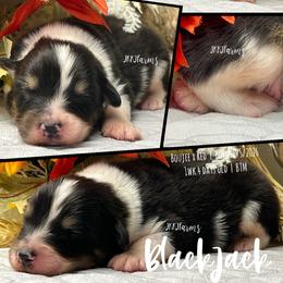 1 Blackjack, BTM - Black tri-color male Australian Shepherd puppy in Huntington, Texas from JKKJ Farms, LLC