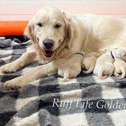 Golden Retriever Puppies from Ruff Life Goldens