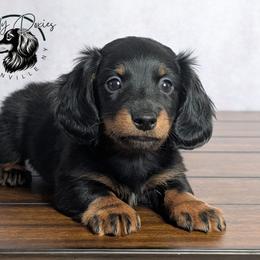 Licorice - Black and tan male Dachshund puppy in Fultonville, New York from Sandy Aussies & Pomeranians