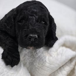 Lincoln - Black male Poodle puppy in Conroe, Texas from Pear house farm