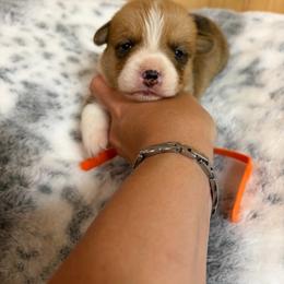 Orange collar - Red female Pembroke Welsh Corgi puppy in Elberton, Georgia from Lonesome Boone Corgis