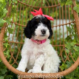 Pink Collar - Black and white female Sheepadoodle puppy in Hudson, Florida from Tampa Sheepadoodles