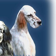 English Setters from Wyndswept English Setters