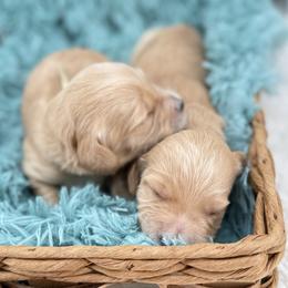 Max - Cream female Goldendoodle puppy in Taylor, Michigan from Mi Best Doodle Ever, LLC