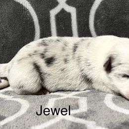 Jewel - Slate merle female Border Collie puppy in Crawfordsville, Indiana from Rescued Dreams Border Collies