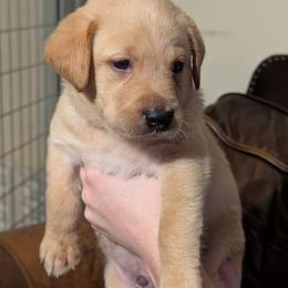 Cam (black collar) - Yellow male Labrador Retriever puppy in Commerce, Oklahoma from Standing Water Kennels