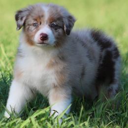 Red Merle Female 2 - Red merle female Australian Shepherd puppy in Northport, Alabama from Sipsey River Australian Shepherds