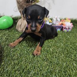 Miniature Pinscher Puppies from Pike's Pups