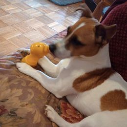 Penny - Jack Russell Terrier