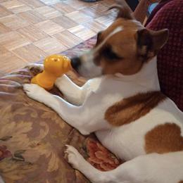 Penny - Jack Russell Terrier