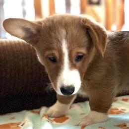 Princess Fergie - Red female Pembroke Welsh Corgi puppy in Parsons, Tennessee from Classy Country Corgis