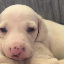 Petey Pablo - Cream male Dachshund puppy in Dayton, Ohio from Mrs. Tucks Waggin’ Weenies