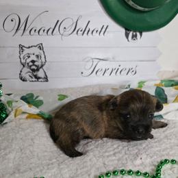 Mr Gray - Red brindle male Cairn Terrier puppy in Savannah, Missouri from WoodSchott Cairn Terriers