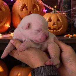 Cobweb - White female Boxer puppy in Red Boiling Springs, Tennessee from Silver Rain