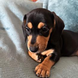 Rummi - Black and tan female Dachshund puppy in Yuma, Arizona from Desert dashies