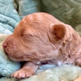 Girl 1 - Apricot female Poodle puppy in Edgefield, South Carolina from Pet Guardian Smart Kennels, LLC