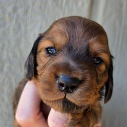 Shaded Red Dapple Boy - Dapple male Dachshund puppy in Woodland, Washington from SJs Dachshunds