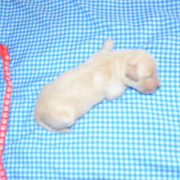 Red - Golden male Golden Retriever puppy in Webster City, Iowa from Whispering Pines Precious Puppies