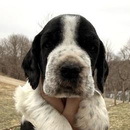 Hunter - Black and white male English Springer Spaniel puppy in Bay City, Wisconsin from Springer Hills Farm