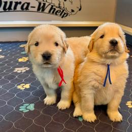 Golden Retriever Puppies from Skyland Golden Retrievers