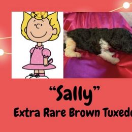 Sally - Brown female Poodle puppy in Pocatello, Idaho from Snugglebear Moyen Poodles of SE Idaho