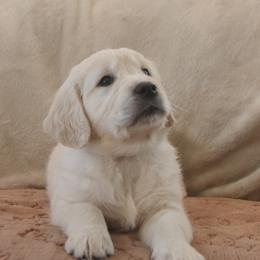 Brown Collar - Light golden male Golden Retriever puppy in Roseburg, Oregon from Unbound Goldens