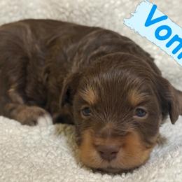 Vonn (Male 2) - Red phantom male Aussiedoodle puppy in South Central, Pennsylvania from Windy Hills Mini Aussies & Doodles