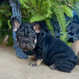 Bella - Black and tan female French Bulldog puppy in Ben Lomond, Arkansas from Miesha Carver's Bulldogs