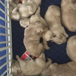 Boy 2 - Golden male Golden Retriever puppy in Harlem, Georgia from Aveline Goldens