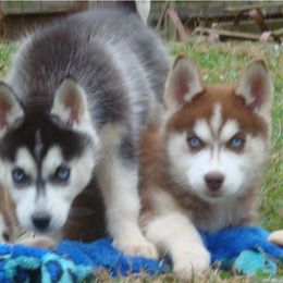 Pomsky and Siberian Husky Puppies from Hudson’s Huskies & Pomskies