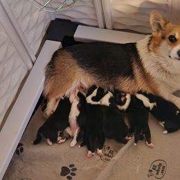 Pembroke Welsh Corgi Puppies from Salted Rim Corgis